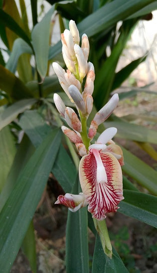 White and Purple Cardamom Flowers Close-Up on Plant