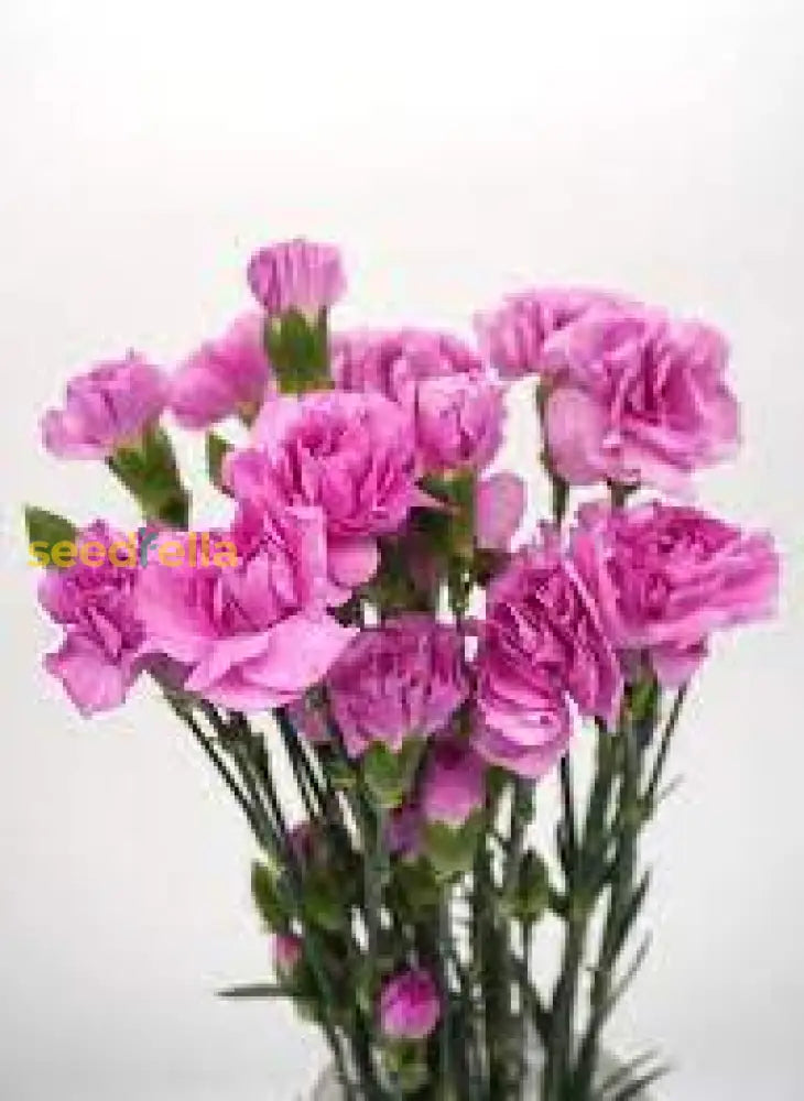 Carnations Pink Flower Planting Seeds For A Colorful Garden