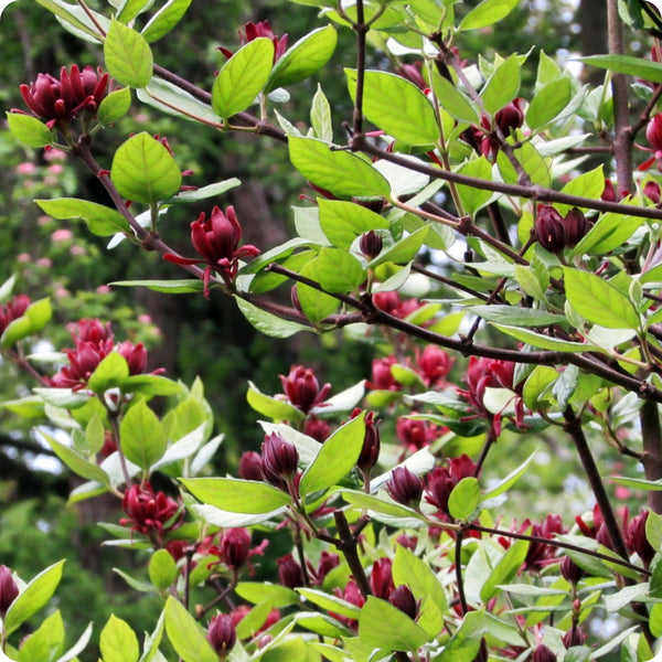 Carolina Allspice seeds Calycanthus floridus flowering shrub