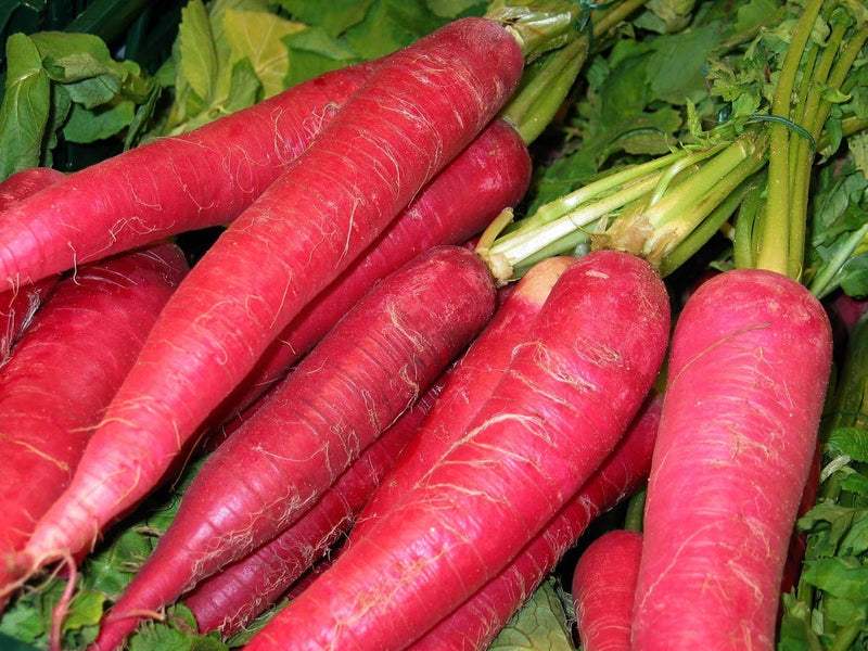 Carrot Daucus carota seeds for home gardens