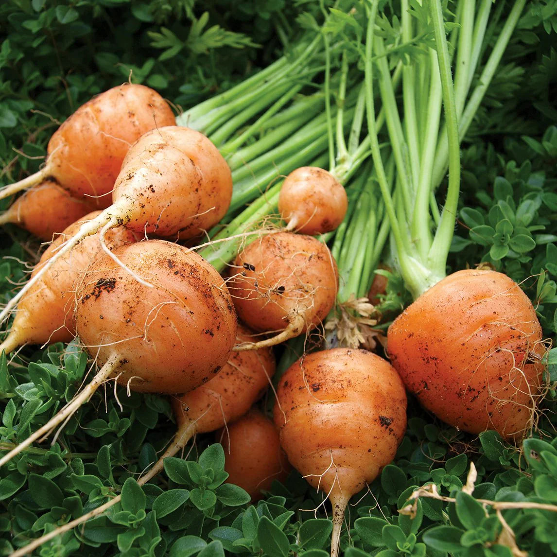 Premium Parisian Carrot Seeds  Ideal for Planting