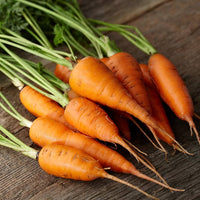 Carrot seeds planted in loose soil for smooth root growth