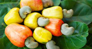 Cashew fruits and nuts ready for harvest