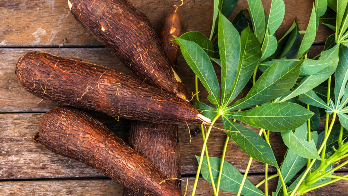 Non GMO Cassava seeds easy to plant