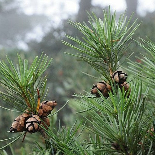 Cathaya Tree Seeds Planting Instructions