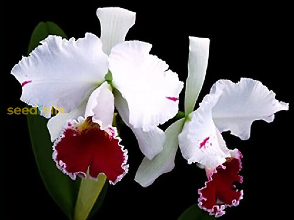 Cattleya Orchid Seeds For Bonsai Planting - Multicolor Butterfly Orchidee Flower