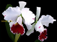 Cattleya Orchid Seeds For Bonsai Planting - Multicolor Butterfly Orchidee Flower