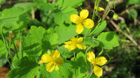 Young Celandine Seedlings Growing Indoors