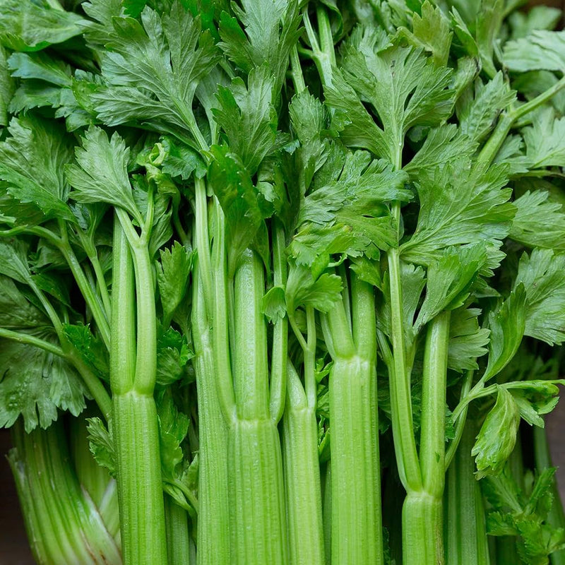 Celery Apium graveolens seeds for home gardens