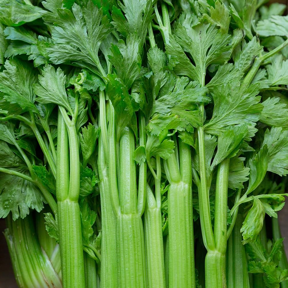 Celery Apium graveolens seeds for home gardens