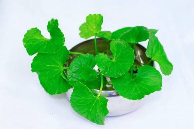 Centella asiatica seeds ornamental groundcover herb