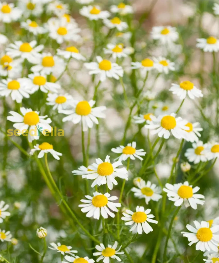 Chamomile Seeds For Planting - Grow Your Own Flowers Flower