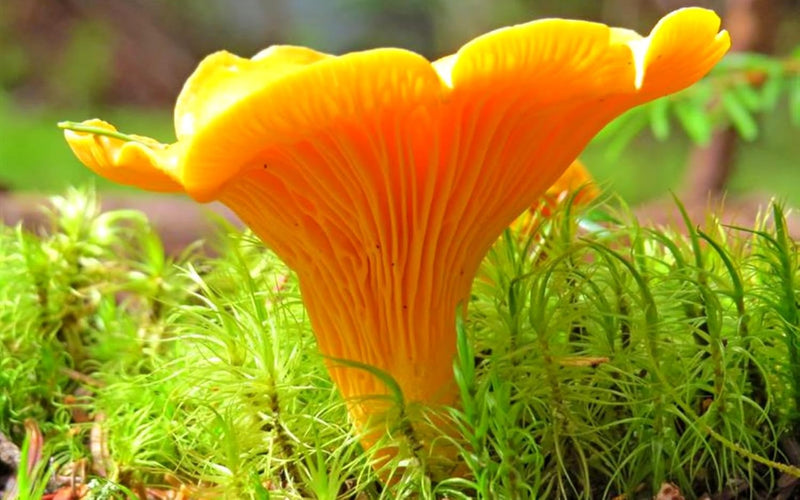 Chanterelle seeds for root inoculation