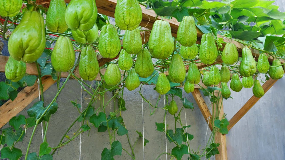 Green chayote plants thriving in a home garden