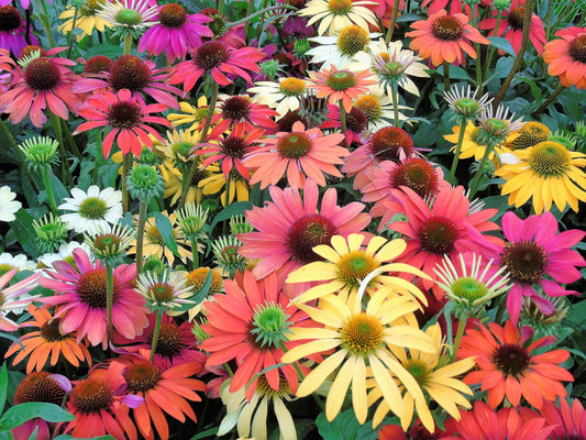 Cheyenne Spirit Coneflower Echinacea Non-GMO Seeds for Planting