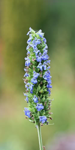Chia Sage seeds growing into Salvia hispanica plants in full sun