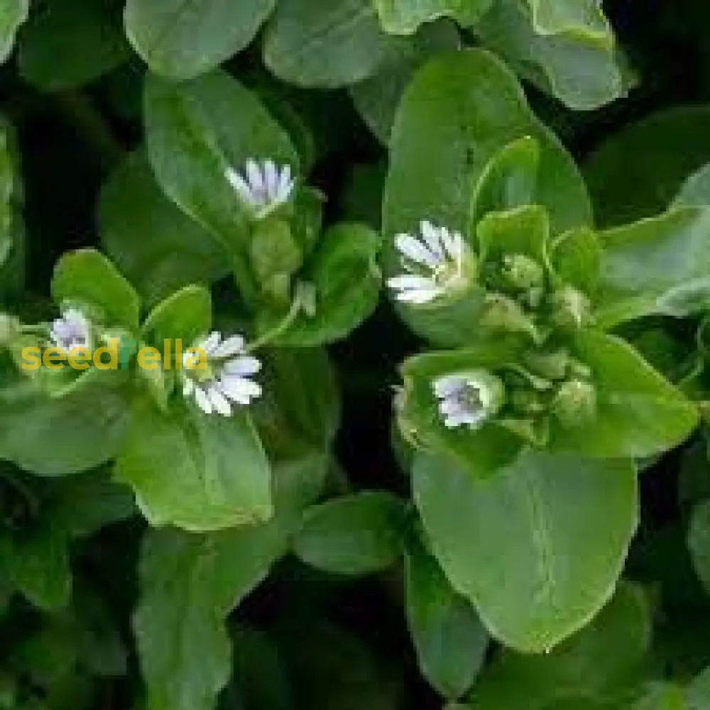 Chickweed Flower Planting Seeds  Perfect For Easy Gardening