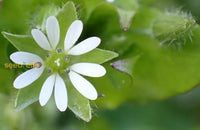 Chickweed Flower Planting Seeds  Perfect For Easy Gardening
