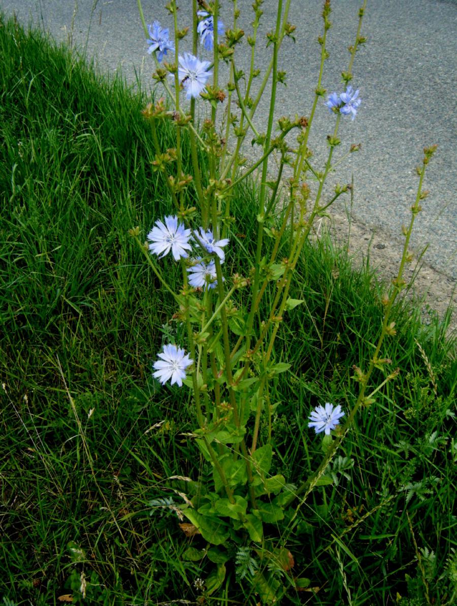 Chicory Cichorium intybus Young Edible Leaves for Culinary Use