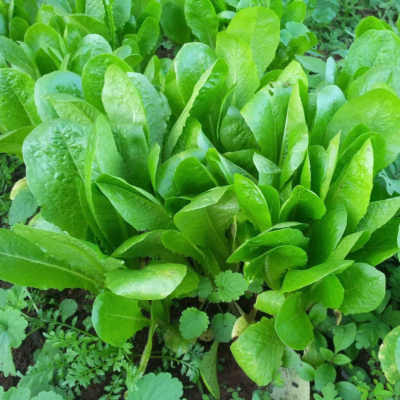 Green Intybus Seeds for Your Vegetable Garden