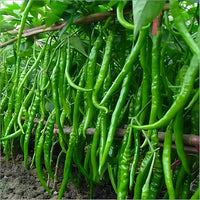 Chili Pepper Capsicum annuum seeds for planting
