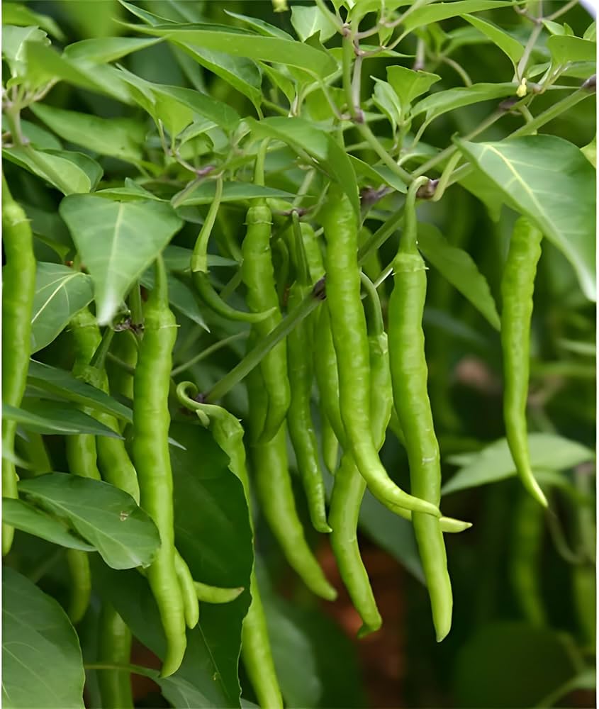 Chili pepper plants growing in a sunny vegetable bed