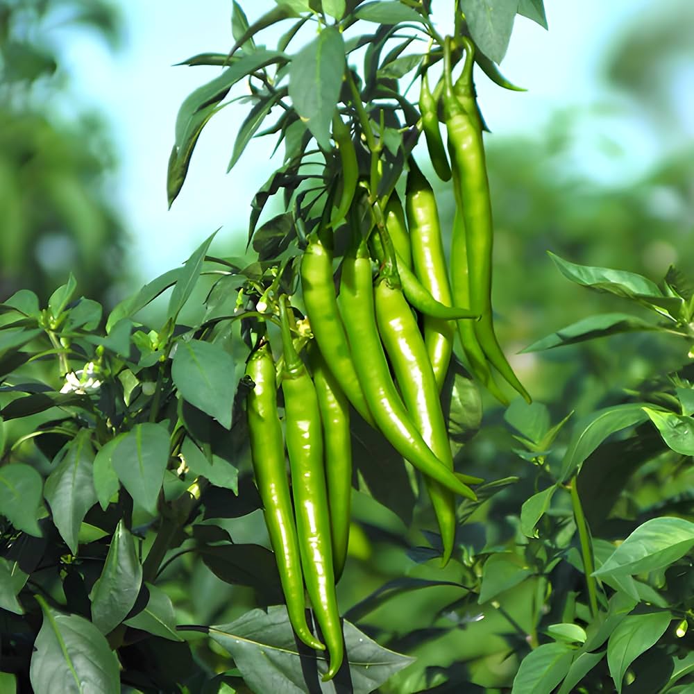 Young chili pepper seedlings sprouting from non GMO seeds