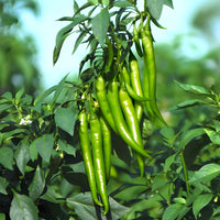 Young chili pepper seedlings sprouting from non GMO seeds