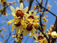 Chimonanthus Praecox Flower Planting Seeds For Your Garden