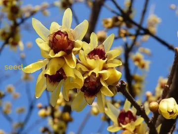 Chimonanthus Praecox Flower Planting Seeds For Your Garden