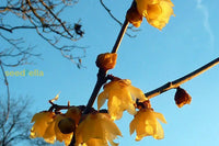 Chimonanthus Praecox Flower Planting Seeds For Your Garden