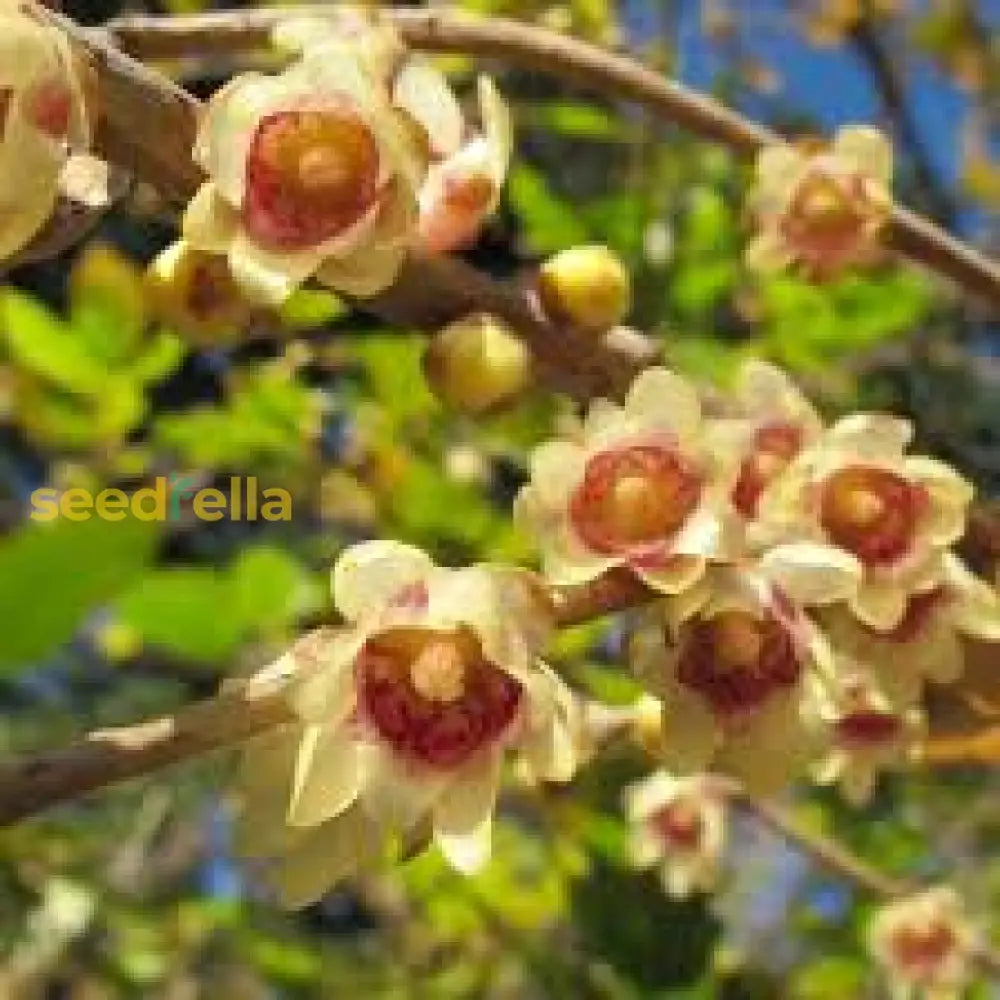 Chimonanthus Praecox Flower Planting Seeds For Your Garden