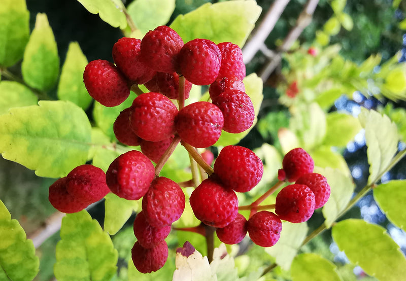 Chinese Ash Pepper seeds for planting Zanthoxylum bungeanum variety
