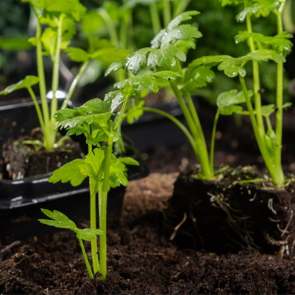 Chinese Celery plants growing in herb garden vegetable patch