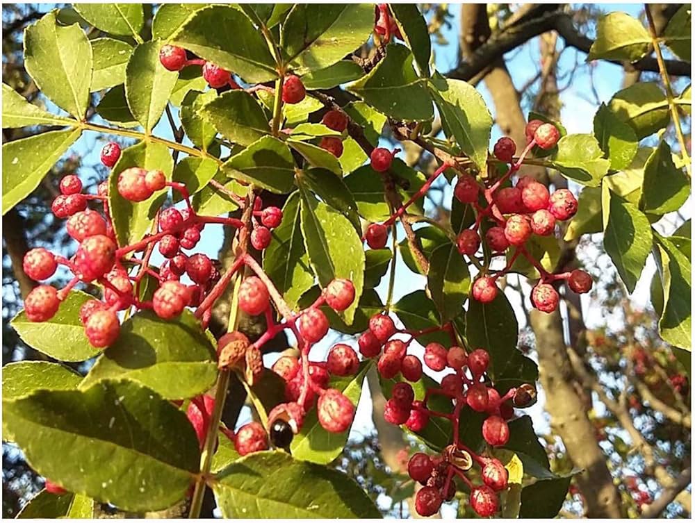 Chinese pepper seeds for planting Zanthoxylum simulans variety