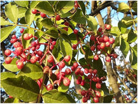 Chinese pepper seeds for planting Zanthoxylum simulans variety
