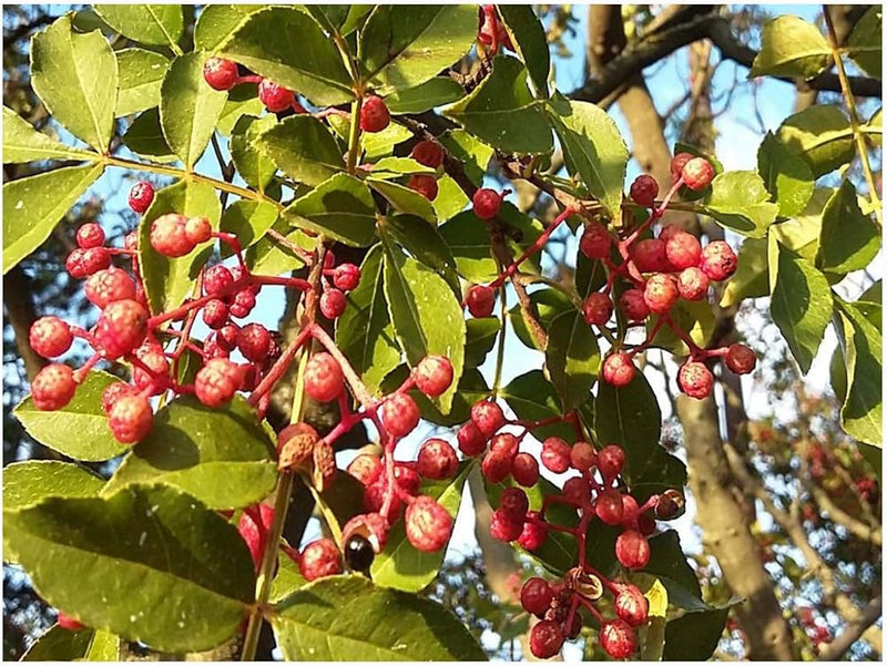 Chinese pepper seeds for planting Zanthoxylum simulans variety