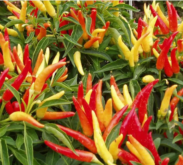 Mixed Chili Vegetable Planting Seeds