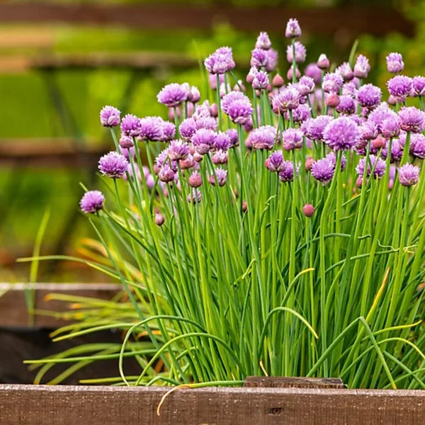 Green Chive Vegetable Seeds - Perfect for Planting