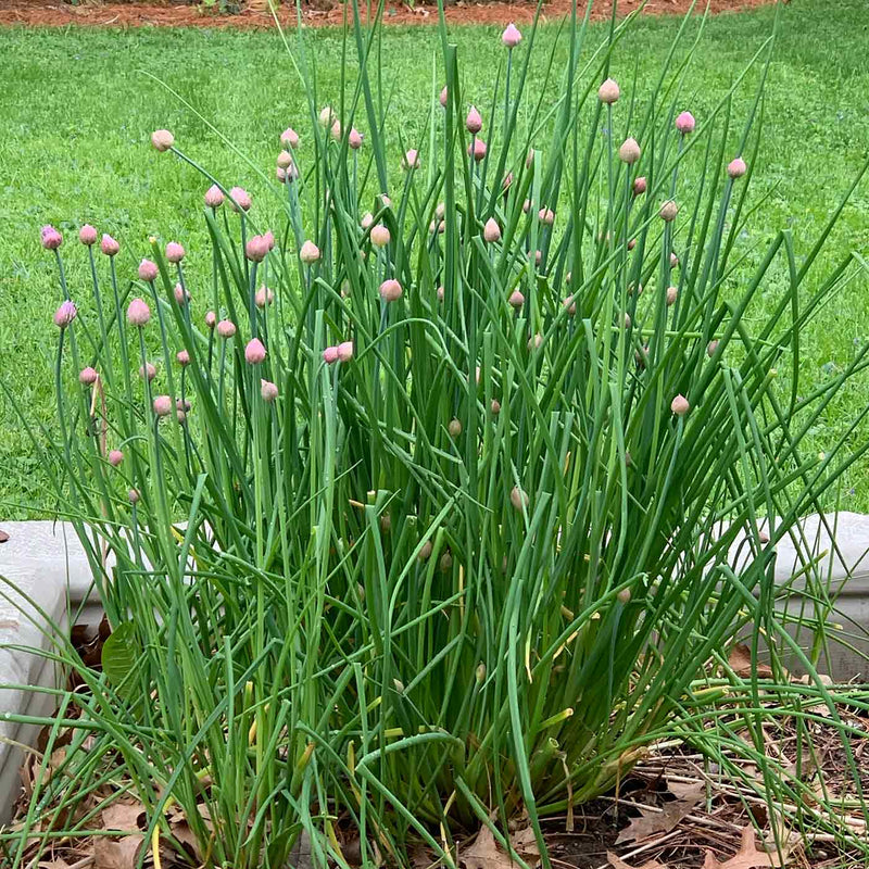 Green Chive Vegetable Seeds - Perfect for Planting