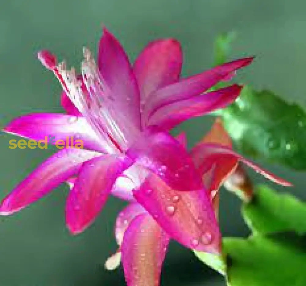 Christmas Cactus Dark Pink Flower Seeds