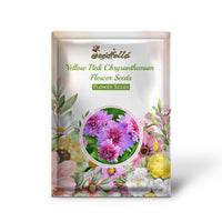 Chrysanthemum Yellow Pink Seeds For Planting