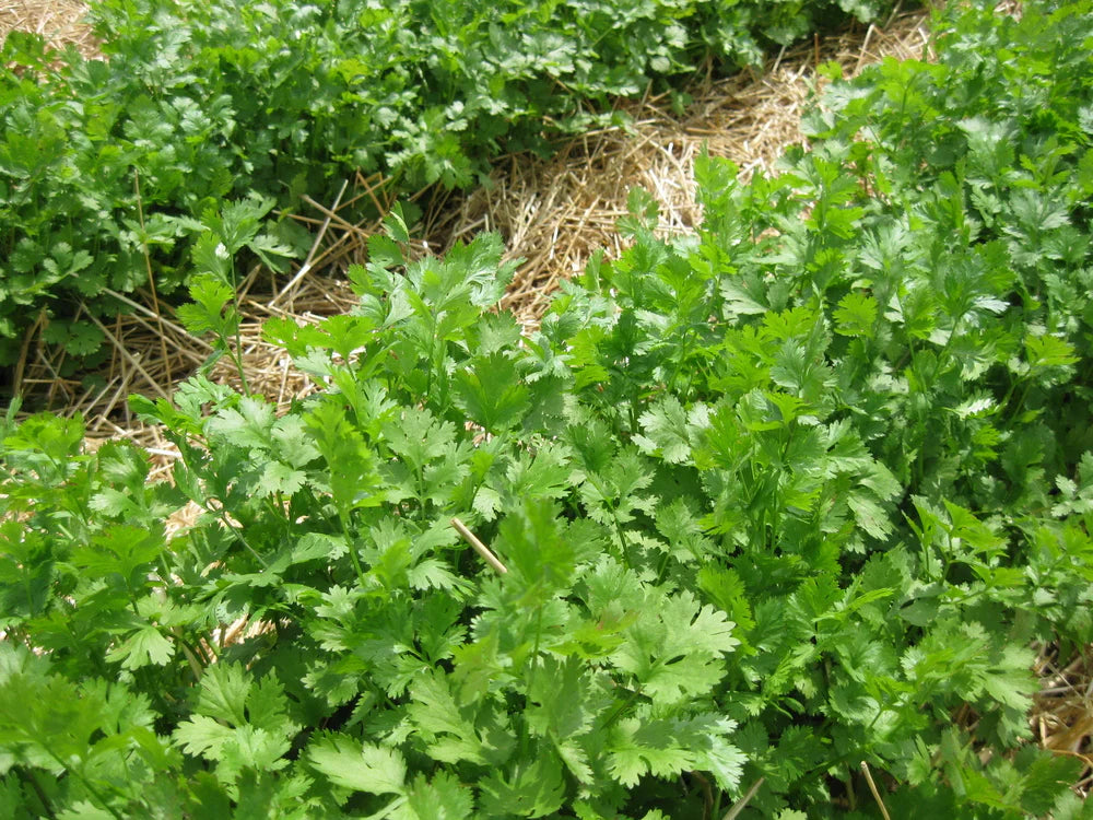 Green Santo Cilantro Vegetable Planting Seeds