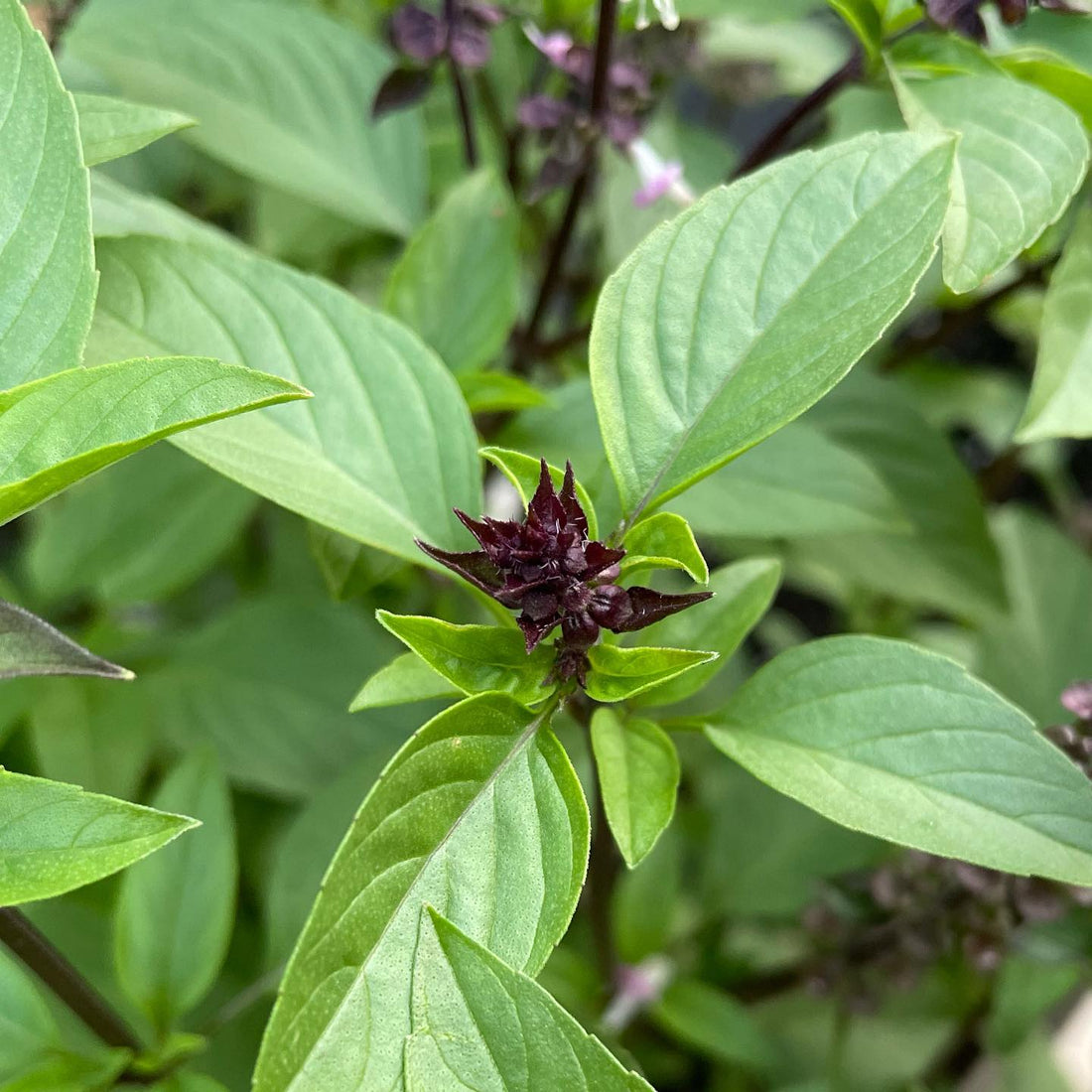 Seedlings of Cinnamon Basil compact herb grown from seeds