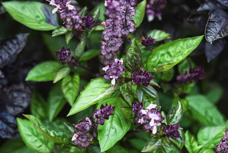 Cinnamon Basil seeds for planting in herb gardens