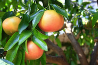 Red Sweet Grapefruit Fruit Seeds - Easy Planting for Fresh Citrus
