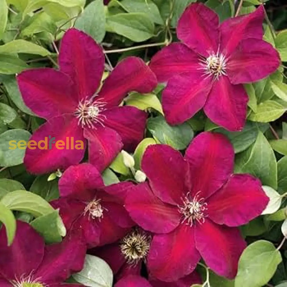Clematis Red Flower Planting Seeds  Brighten Your Garden