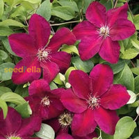 Clematis Red Flower Planting Seeds  Brighten Your Garden
