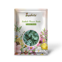 Coastal Seakale Seeds For Planting