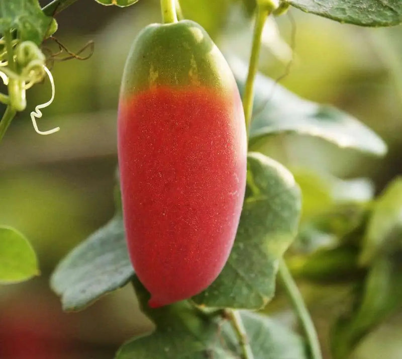 Pink Ivy Gourd Vegetable Seeds for Easy Planting